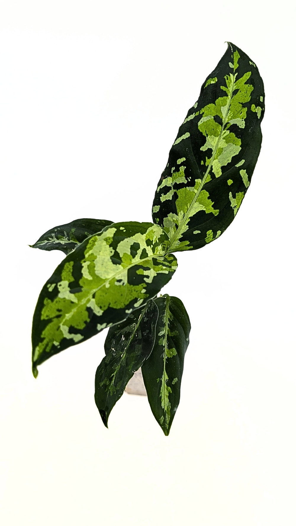 Aglaonema Pictum Tricolour — The Leaf Gallery
